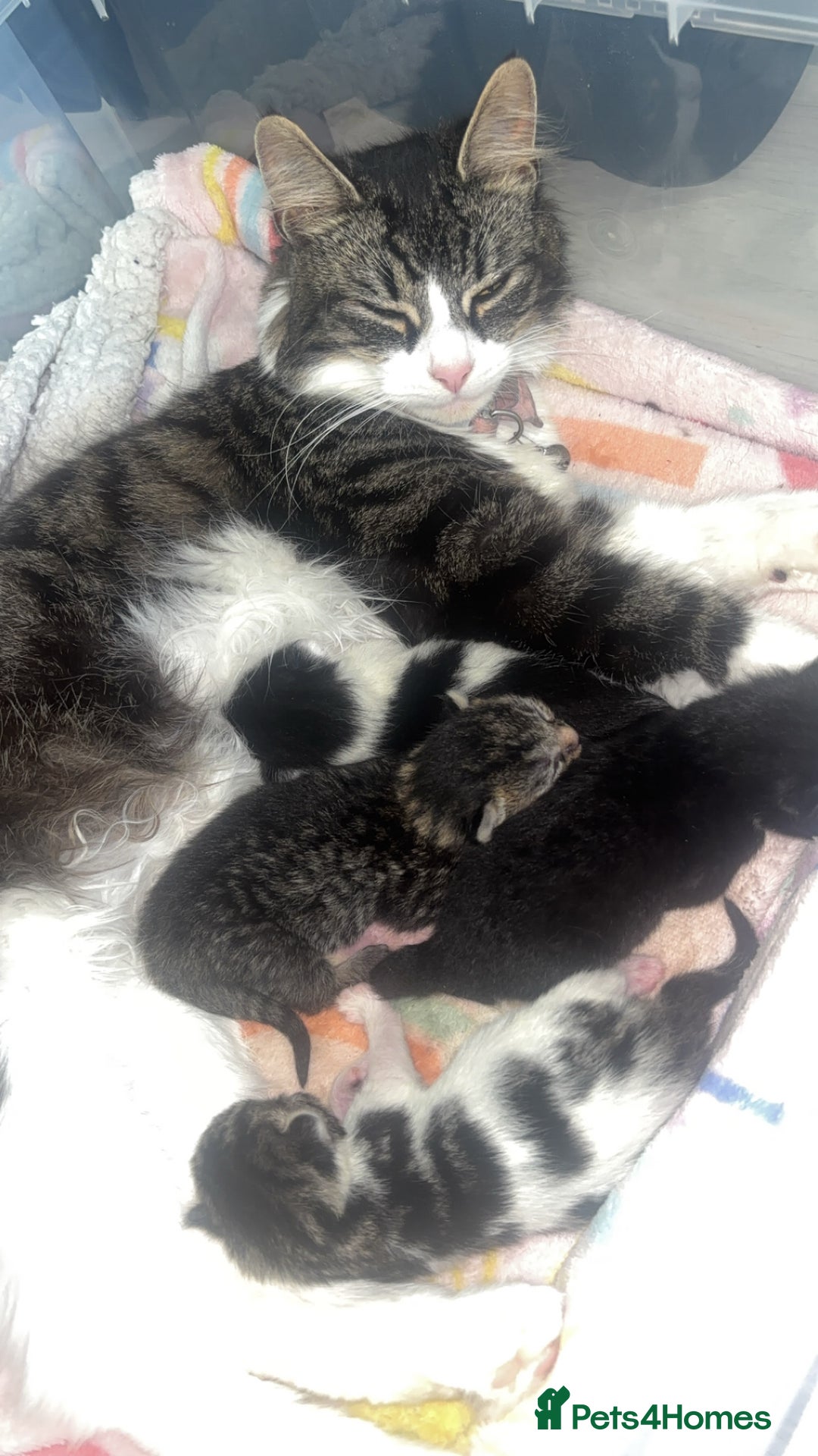 Mixed Breed cats for sale: 3 Female Kittens Available  - Image 5