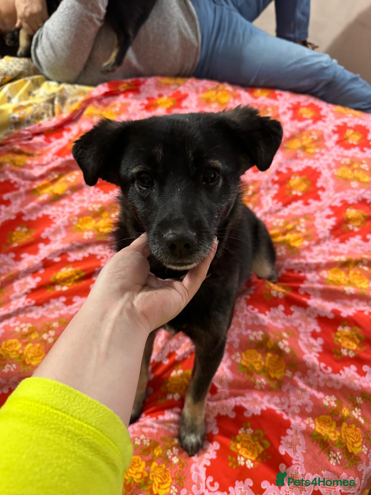 Mixed Breed dogs 🐾🌼 MIA – The Little Railway Survivor 🌼🐾 - Advert 1