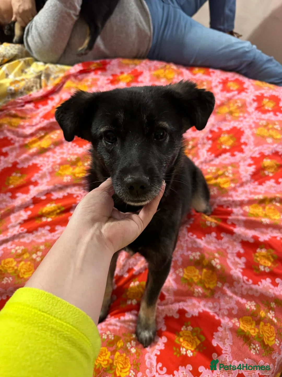 Mixed Breed dogs for adoption: 🐾🌼 MIA – The Little Railway Survivor 🌼🐾 - Advert 1