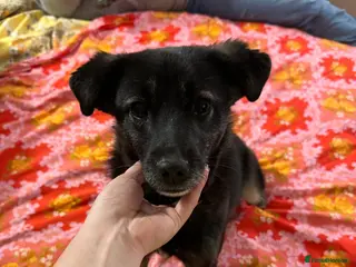 Mixed Breed dogs 🐾🌼 MIA – The Little Railway Survivor 🌼🐾 - Advert 1