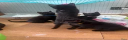 Bombay cats for sale: 7 Adorable kittens for sale. 6 males & 1 female - Advert 7