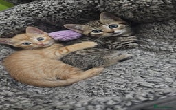 Bengal cats for sale: Ginger Kitten For Sale - Image 6