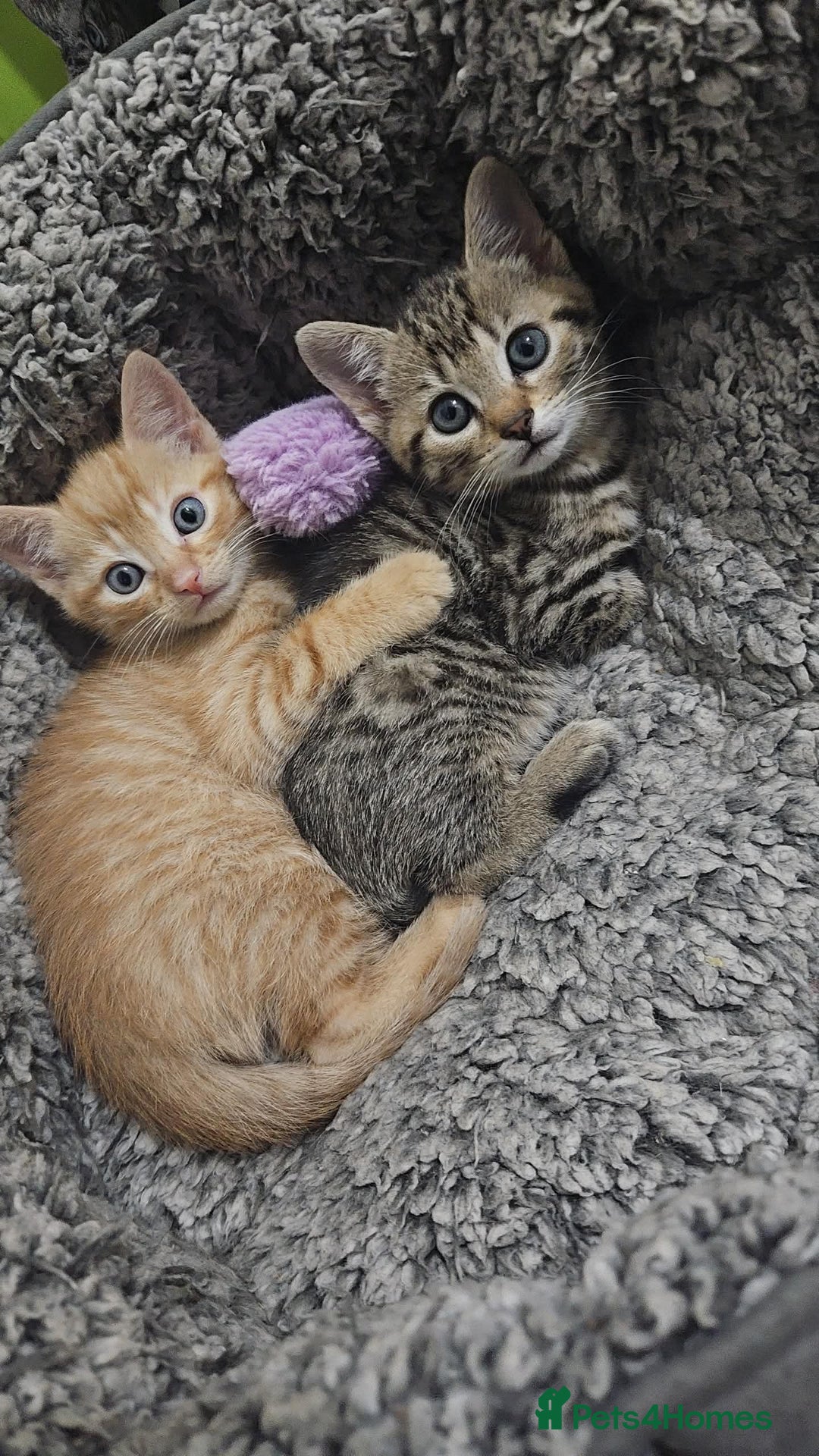 Bengal cats for sale: Ginger Kitten For Sale - Image 6