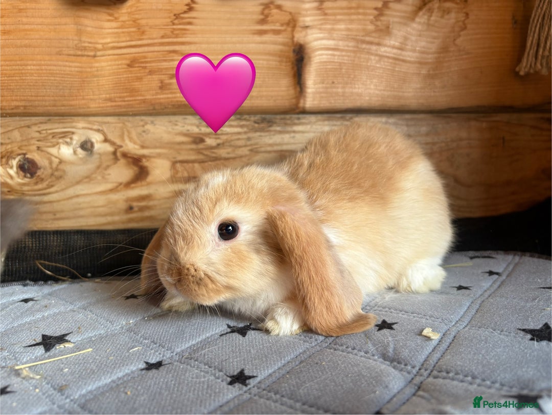 Mini Lop rabbits for sale: 4 beautiful mini lop babies  - Image 14