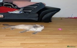 Ragdoll cats for sale: Ragdol - Image 3