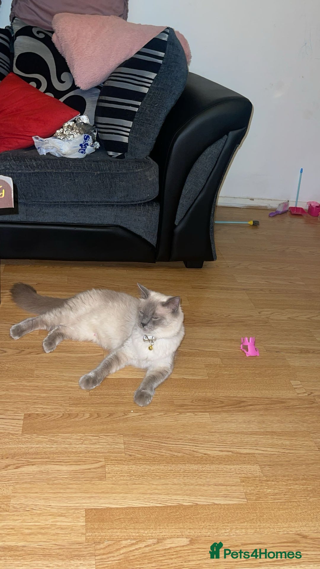 Ragdoll cats for sale: Ragdol - Image 3