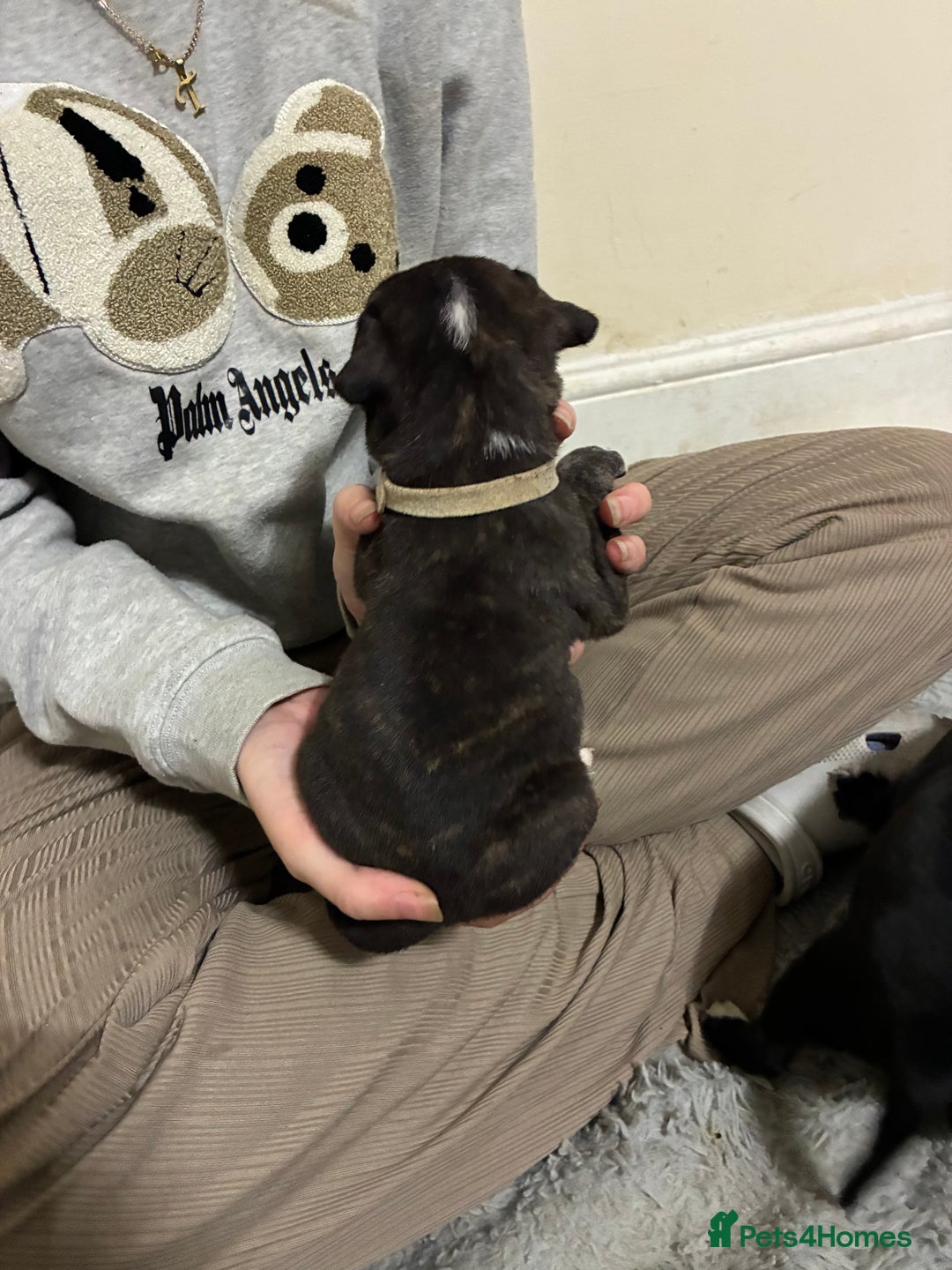 Mixed Breed dogs for sale: Staffordshire bull terrier  - Image 6