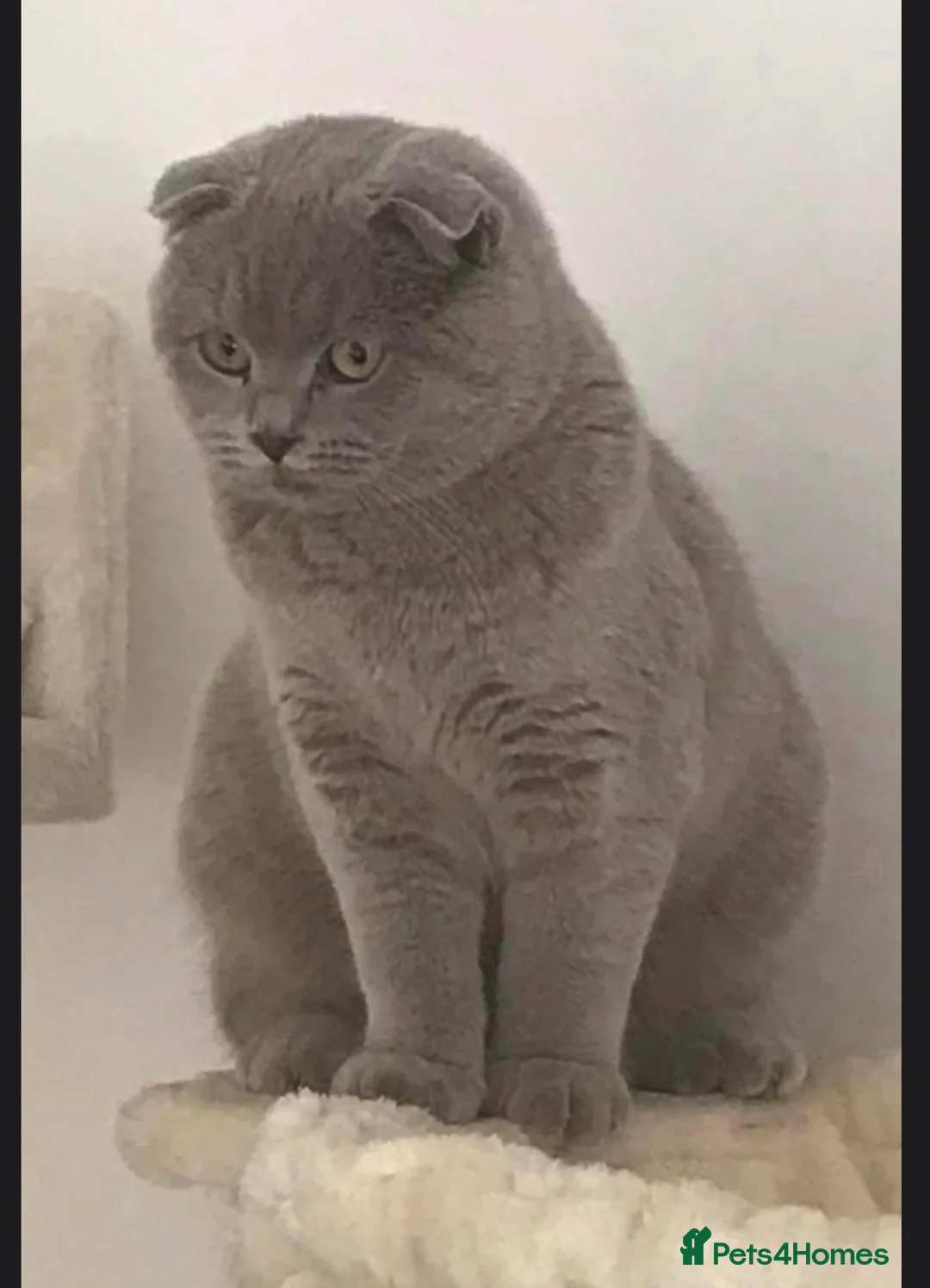 British Shorthair cats for sale: Rare chocolate spotty kittens - Advert 26