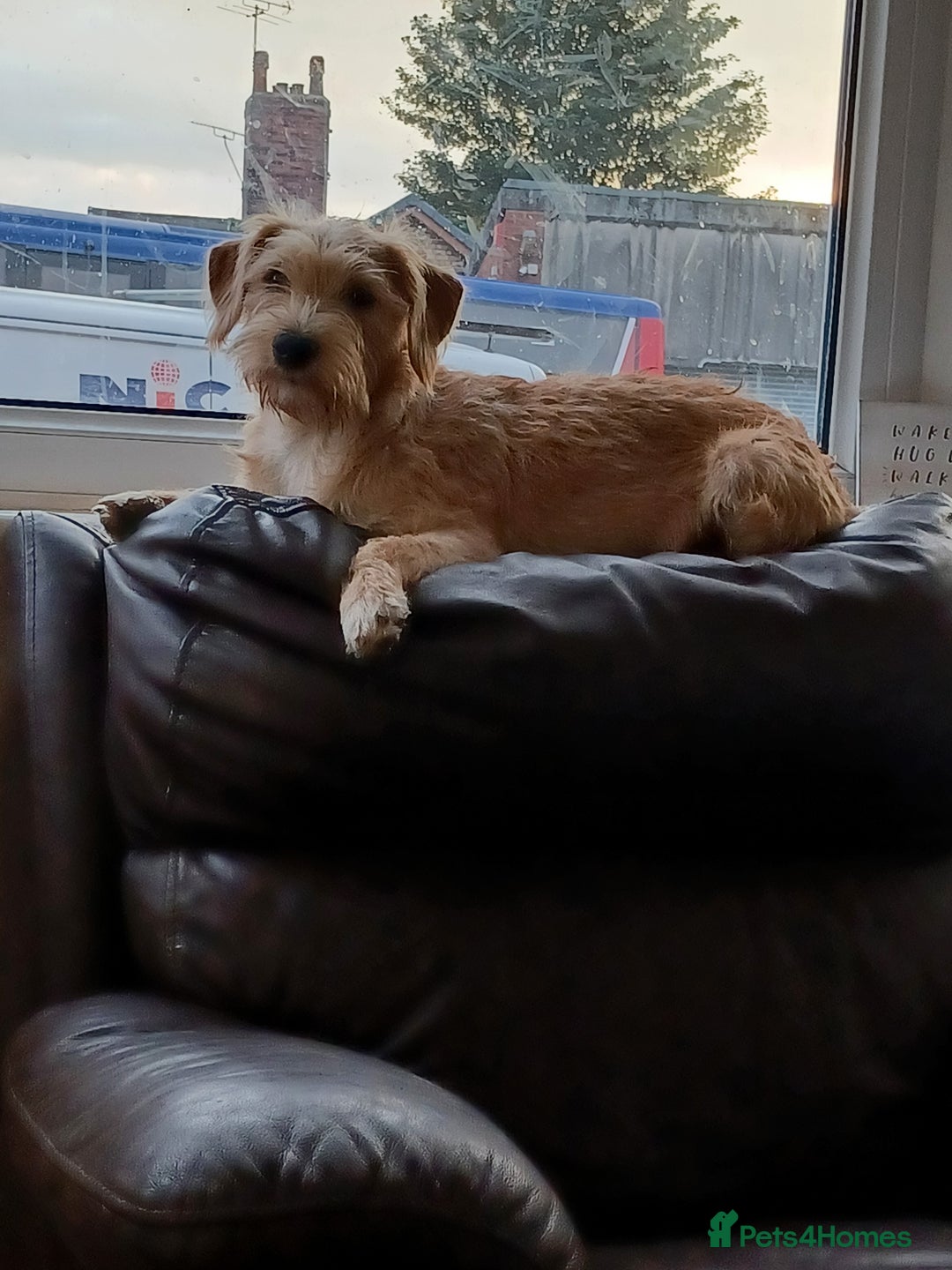 Mixed Breed dogs for sale: Beautiful dachshund mix puppies  - Image 24
