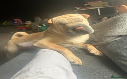 Shar Pei dogs for sale: Shar pei  - Image 5