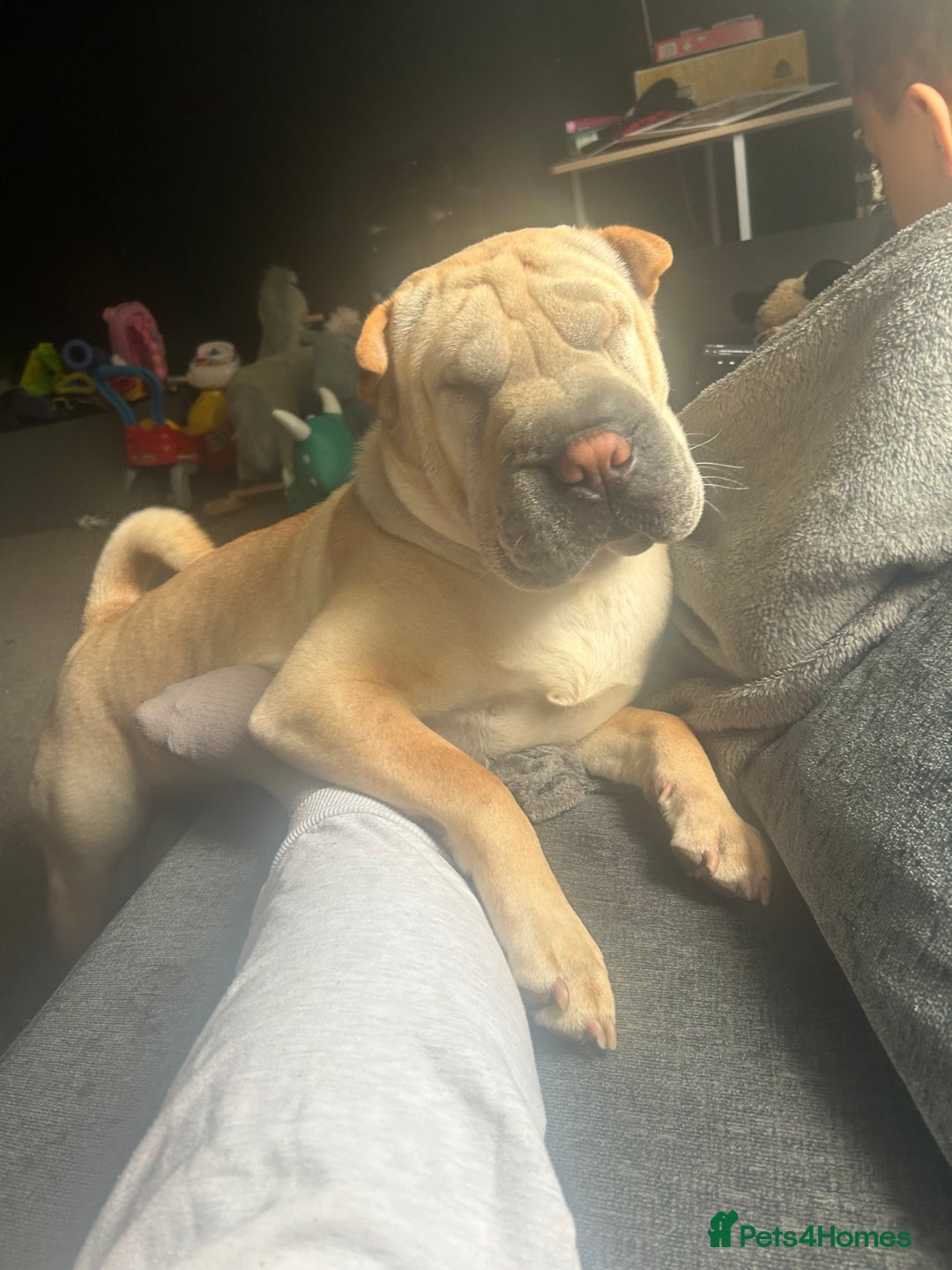 Shar Pei dogs for sale: Shar pei  - Image 5