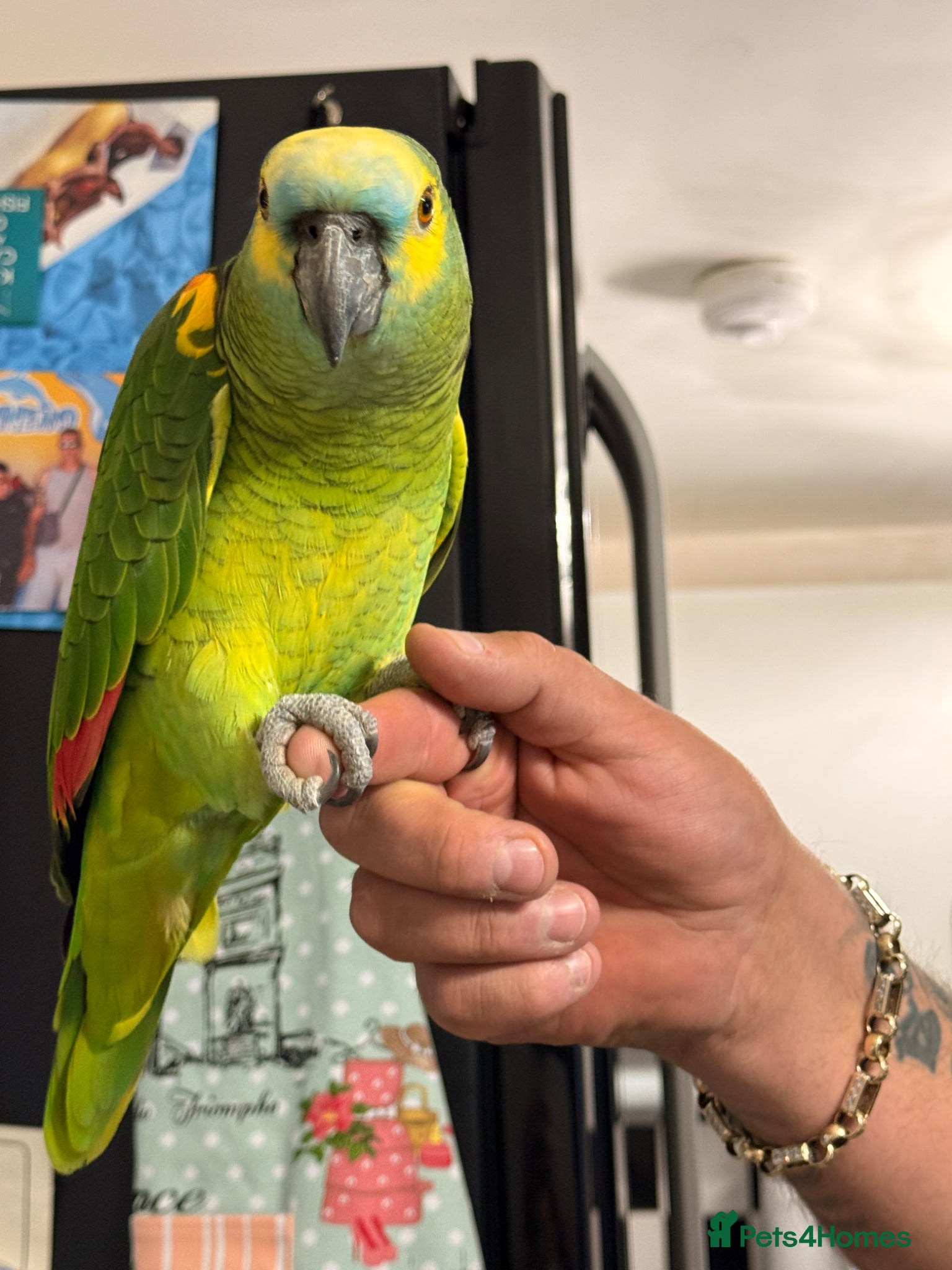 Parrots birds Amazon parrot - Advert 9