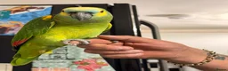 Parrots birds for sale: Amazon parrot in Mansfield - Advert 1