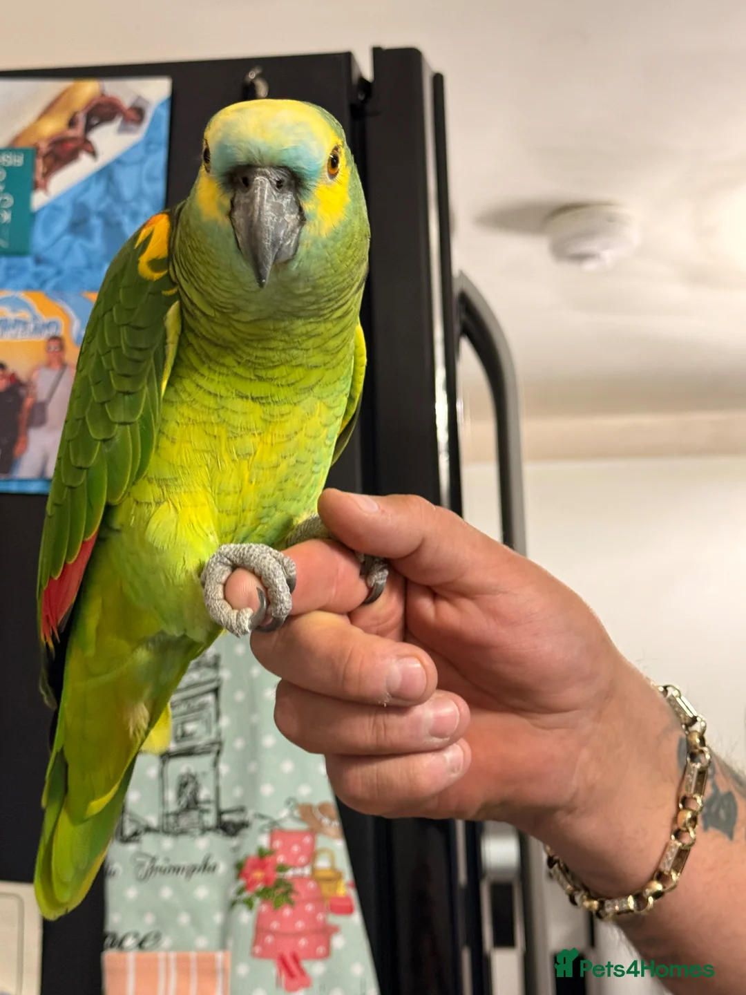 Parrots birds for sale: Amazon parrot in Mansfield - Advert 1