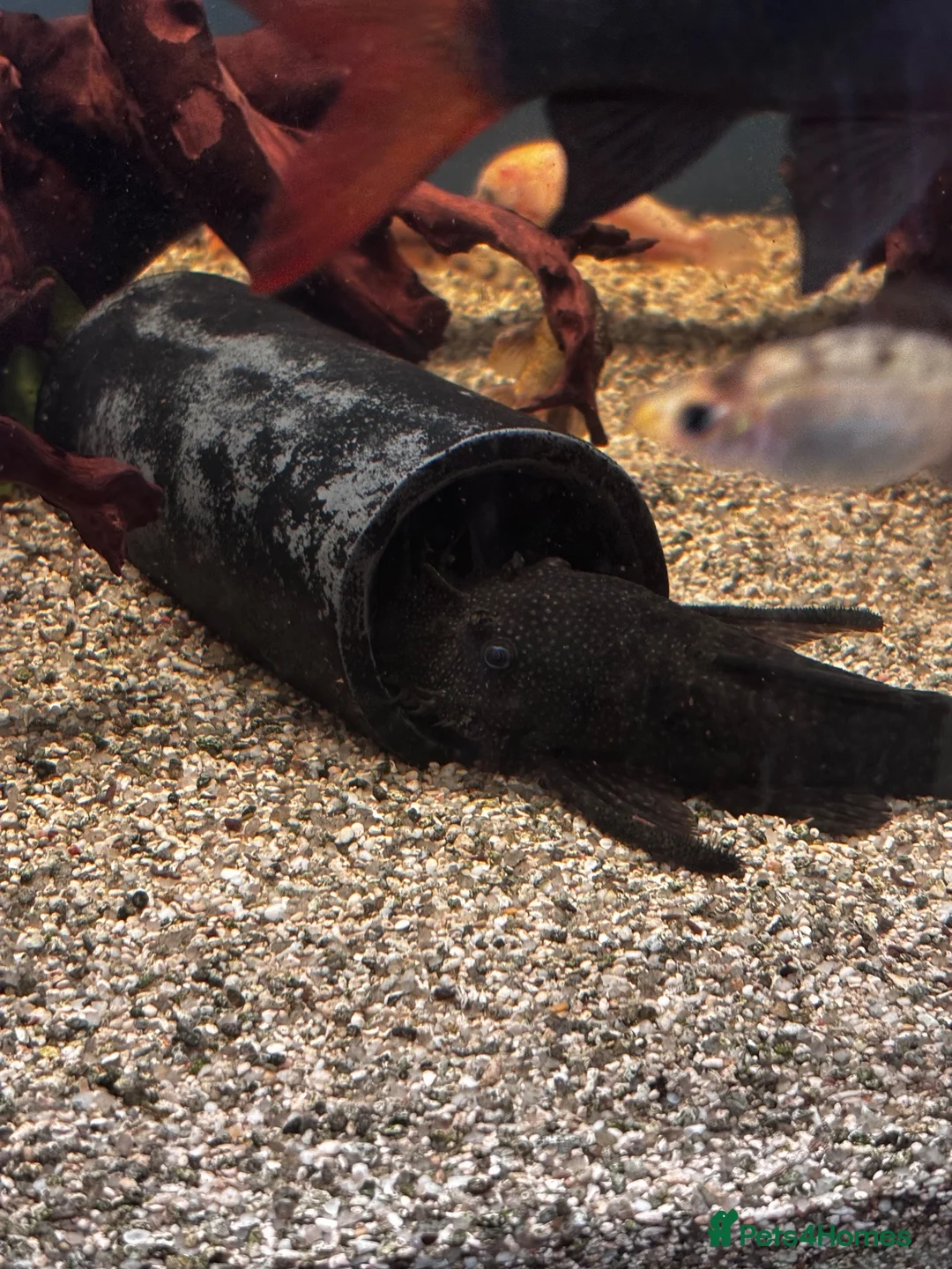 Gouramis fish for sale: Angelfish and other  - Advert 2