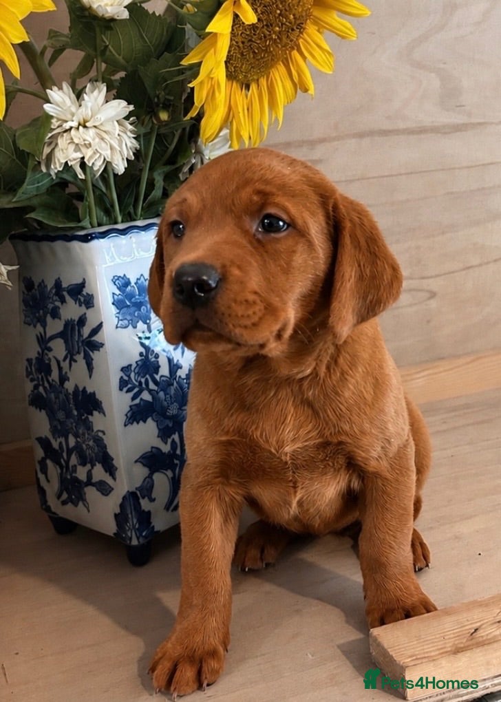 Labrador Retriever dogs Mahogany Fox Red KC Labrador Puppies - Advert 1
