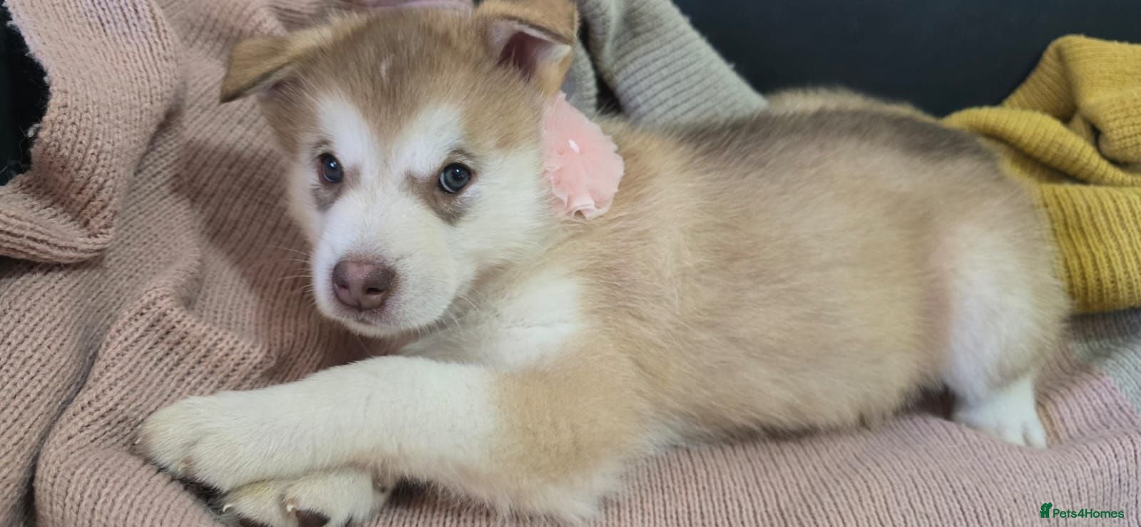 Alaskan Malamute dogs 1 Remaining Beautiful Alaskan Malamute Puppy - Advert 2