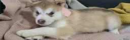 Alaskan Malamute dogs for sale: 1 Remaining Beautiful Alaskan Malamute Puppy - Advert 1