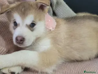 Alaskan Malamute dogs 1 Remaining Beautiful Alaskan Malamute Puppy - Advert 2