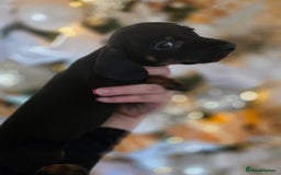 Dachshund dogs for sale: Daschund puppies - Advert 20