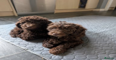 Labradoodle dogs - Advert 6