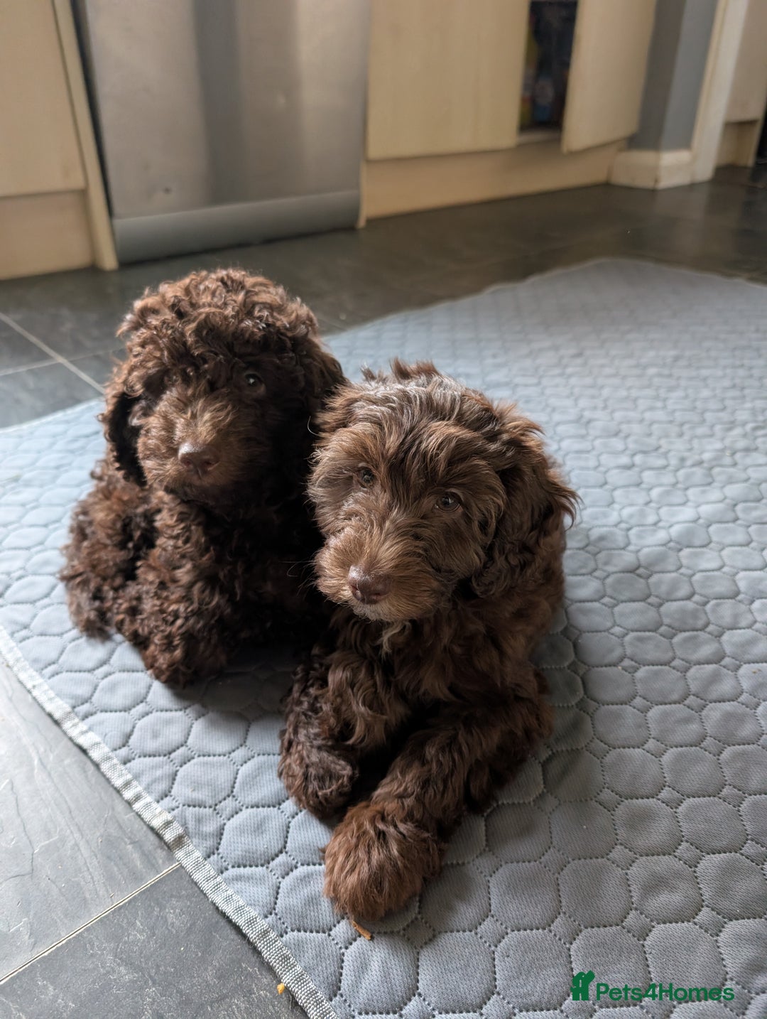 Puppies F1b Labradoodles For Sale Labradoodle Puppy Black Lab