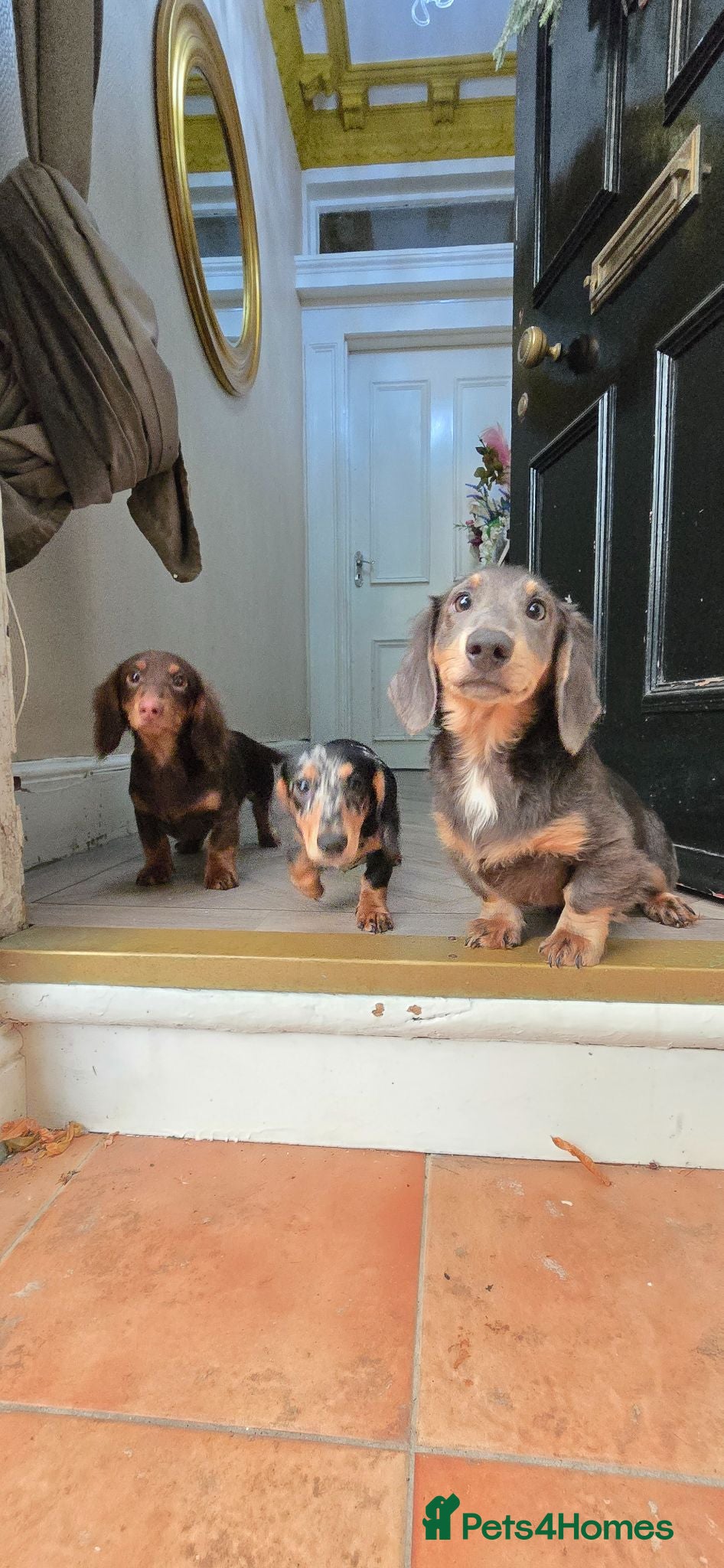 Miniature Dachshund dogs PRICEDROP £1200 Last 2 LONGHAIR BOY  - Advert 17