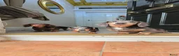 Miniature Dachshund dogs for sale: Last Boy CHOCOLATE and TAN Solid Miniature Dash - Advert 6
