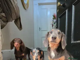 Miniature Dachshund dogs PRICEDROP £1200 Last 2 LONGHAIR BOY - Advert 17
