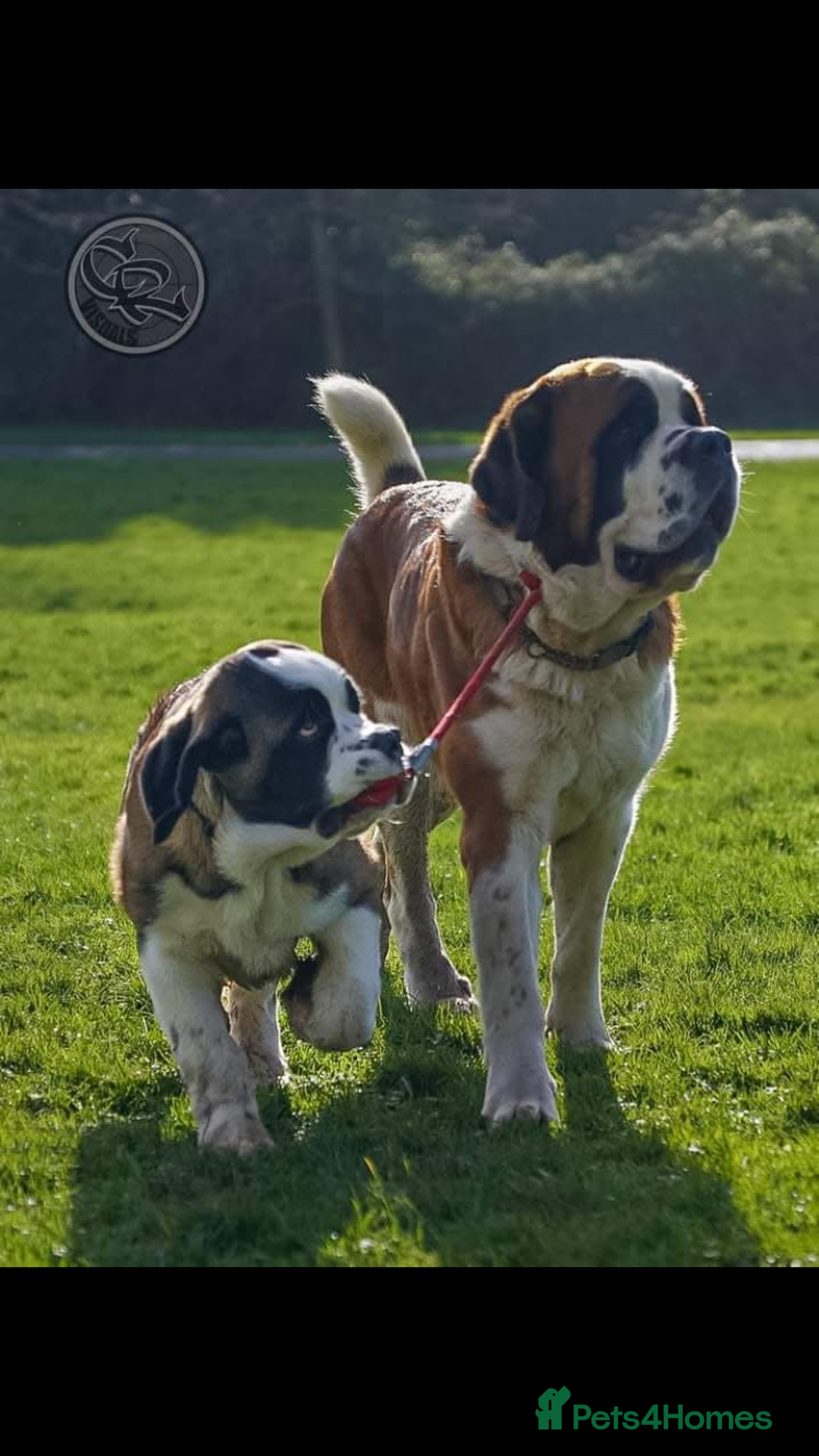 Saint Bernard dogs for sale: Saint pups from HIP & ELBOW tested parents  - Advert 9