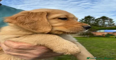 Golden Retriever dogs - Advert 7