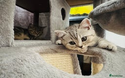 Scottish Fold cats for sale: Scottish Fold X Scottish Straight  in Wolverhampton - Image 7