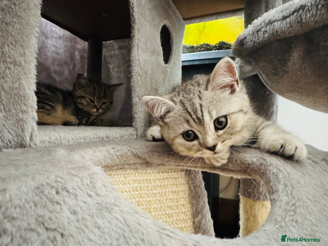 Scottish Fold cats for sale: Scottish Fold X Scottish Straight  in Wolverhampton - Image 7