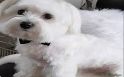 Maltese dogs for sale: Purebred Maltese Puppies Ready Now! - Image 8