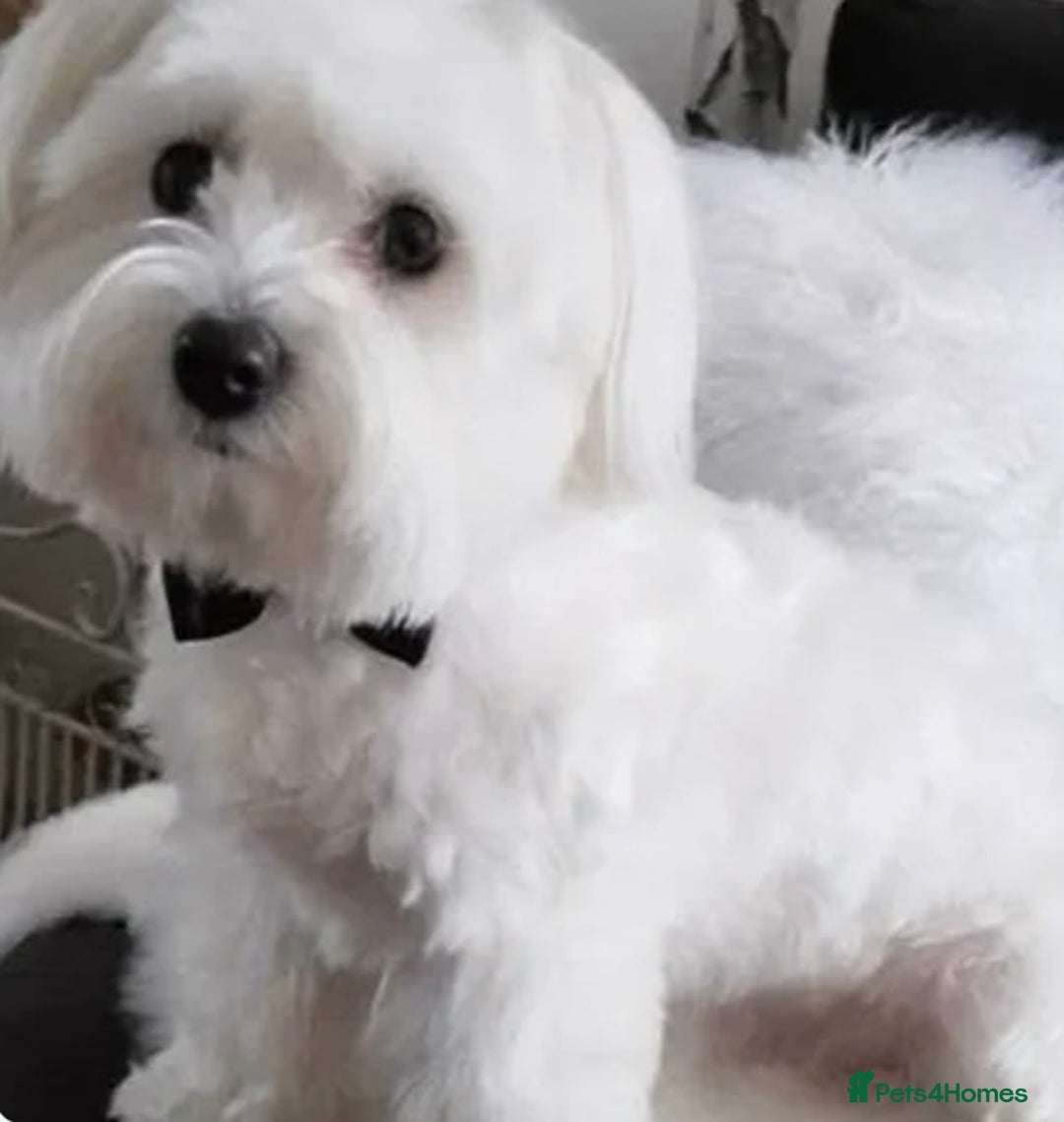 Maltese dogs for sale: Purebred Maltese Puppies Ready Now! - Image 8