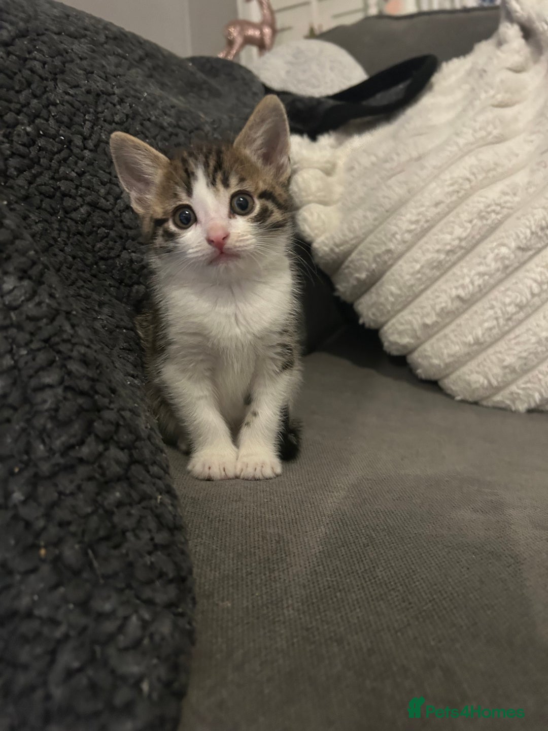 Mixed Breed cats for sale: 6 beautiful kittens ready too go  - Advert 7