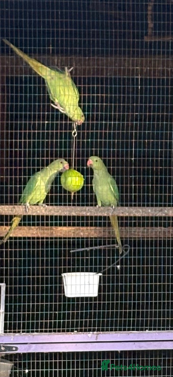Ringnecks birds Baby ringnecks - Advert 11