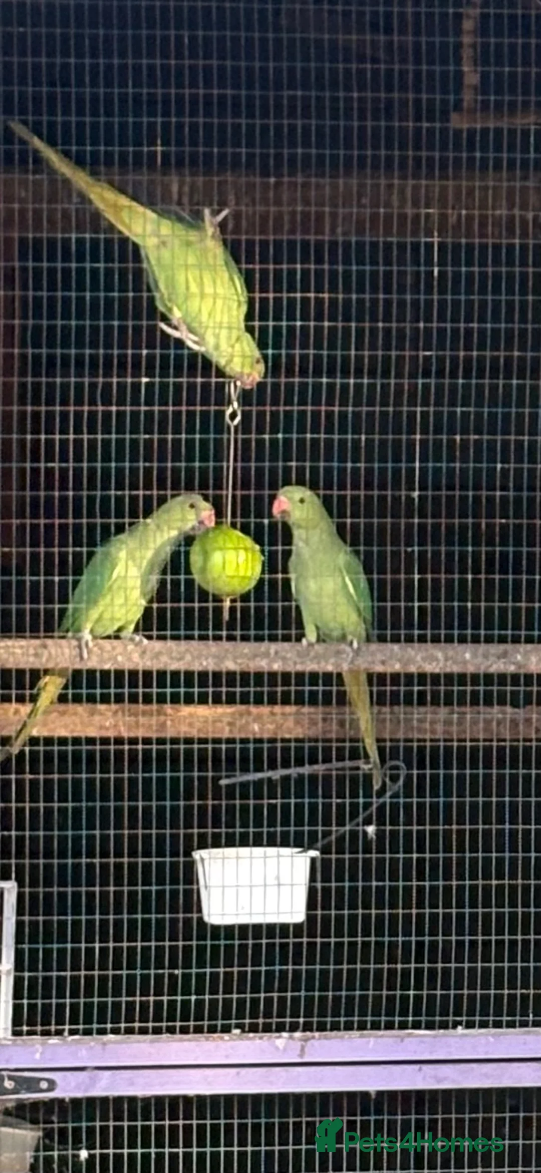 Ringnecks birds for sale: Baby ringnecks - Advert 1