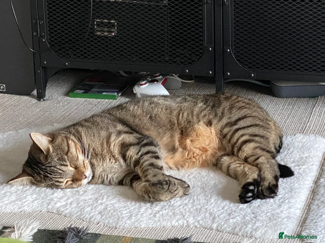 Mixed Breed cats for sale: OBI -Maine Coon/Oriental male cat - Advert 5