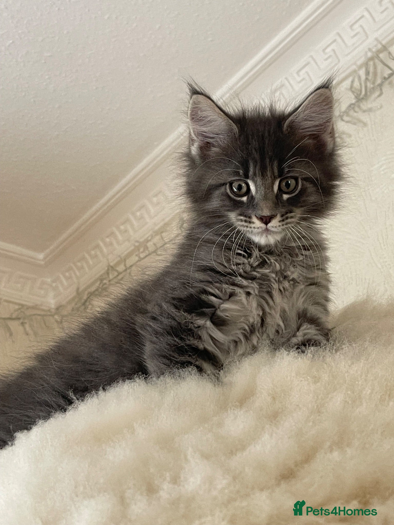Maine Coon cats Maine Coon boy  - Advert 12