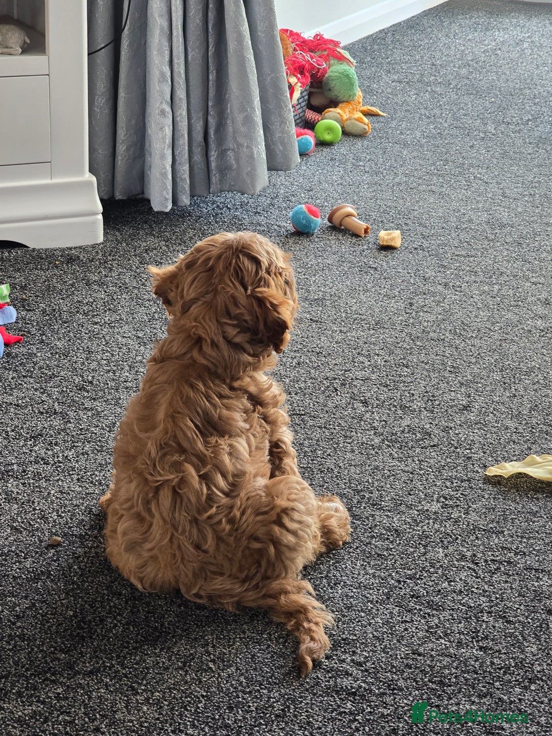 Cavapoo dogs for sale: Holly - Image 3