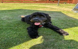 Cockapoo dogs for sale: Rio - 9 months old - Image 1