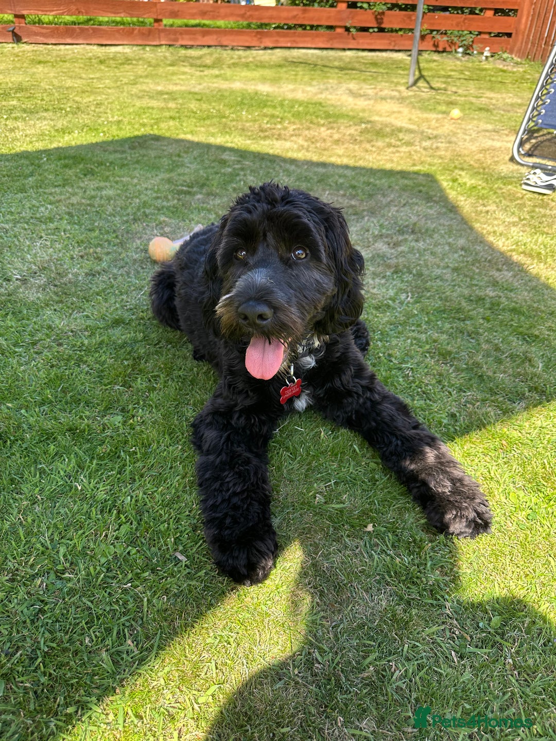Cockapoo dogs for sale: Rio - 9 months old - Image 1