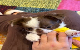 Chihuahua dogs for sale: Long haired Russian Chihuahua - Image 2