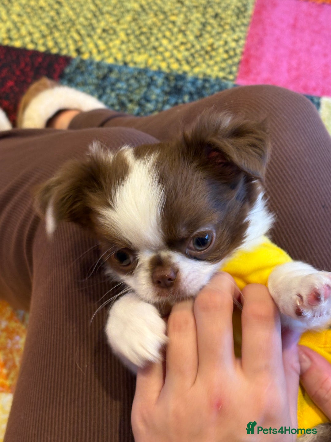 Chihuahua dogs for sale: Long haired Russian Chihuahua - Image 2