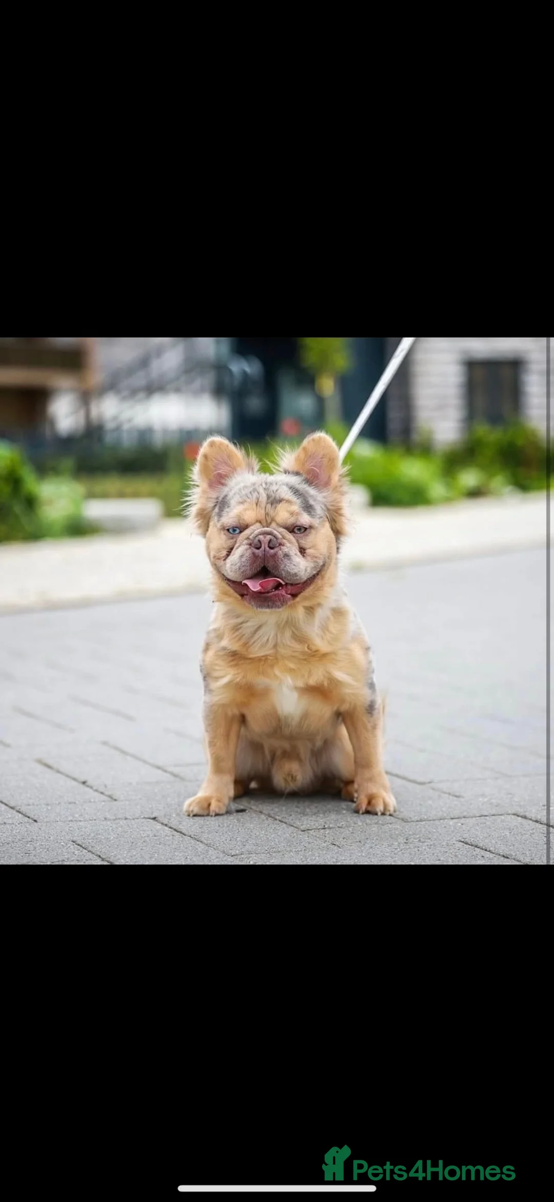 French Bulldog dogs for sale: Visual fluffy French bulldogs - Advert 2
