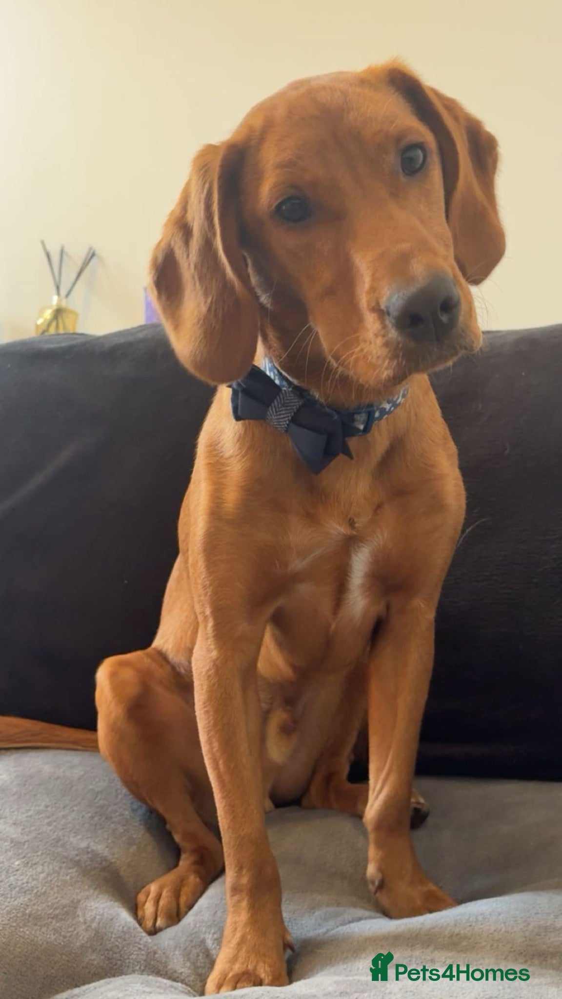 Springador dogs lovely 2 year old springador male - Advert 6
