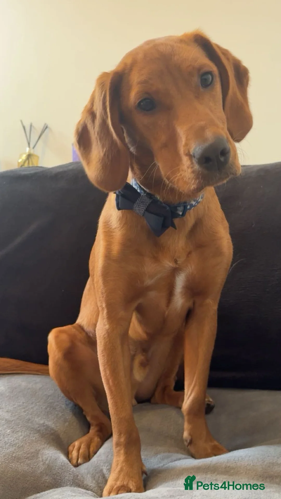 Springador dogs for sale: lovely 2 year old springador male - Advert 1