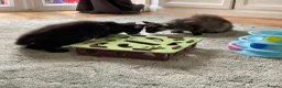 Maine Coon cats for sale: 2 Maine coon kittens  - Advert 11