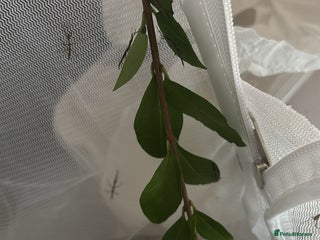 Stick Insects invertebrates - Advert 26